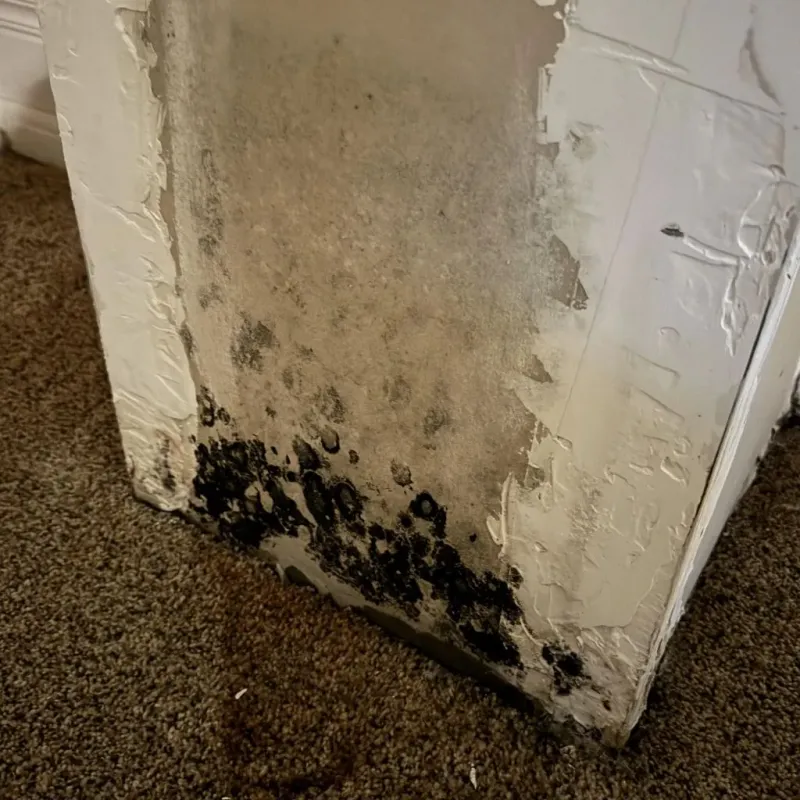 Professional Mold Removal in Ellis County, OK